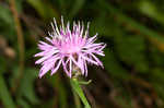 Spotted knapweed